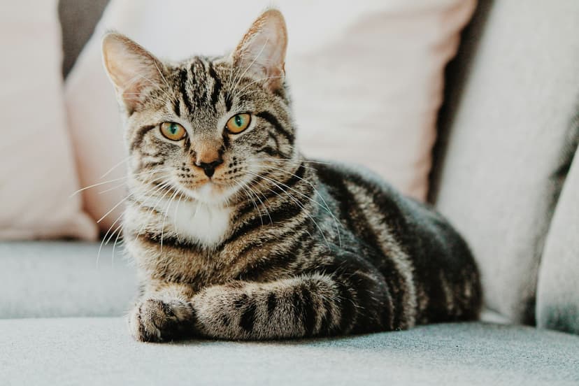 Finding Homes